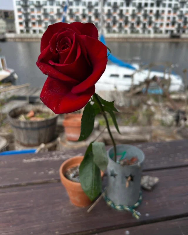 River treasure from Paul @ MKC🌹 Never know what you’ll find out here. Many have found some kind of love you know, it’s true. Join us this summer - our Sunset Paddles make a great date night too. Tuesday’s and Thursday’s 6-8pm 💕
•
www.milwaukeekayak.com
•
#MKC #milwaukeekayak #milwaukeeriver #milwaukeekayakcompany #milwaukeekayakcompanytours #takemetotheriver #visitmilwaukee #teammkc #milwaukee #wisconsin #kayaking #milwaukee #wisconsin #puravida #tellmeallyourdreams #valentine #bemine #wearit #wearyourlifejacket #spring #summer #jerrysdocks #jerryssilomarina #rivertreasure #truelove