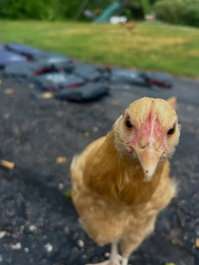 Hi, I’m a chicken, recently discovered blueberries and wonder why my human mom brings life jackets home to clean in the rain. 🤍🐓🛶
**Open this morning, all kayaks due back at 2pm due to potential storms (and the chance to clean more life jackets in the rain!).
#mkc #milwaukee #milwaukeekayak #milwaukeekayakcompany #teammkc